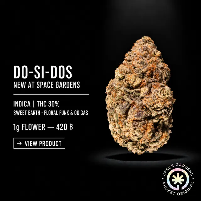Do-Si-Dos Cannabis Flower new arrival at Space Gardens Phuket