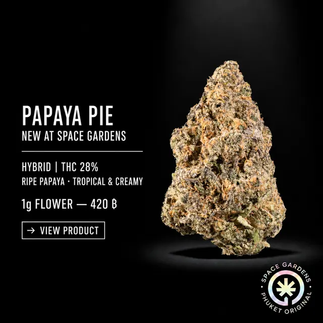 Papaya Pie Cannabis Flower new arrival at Space Gardens Phuket