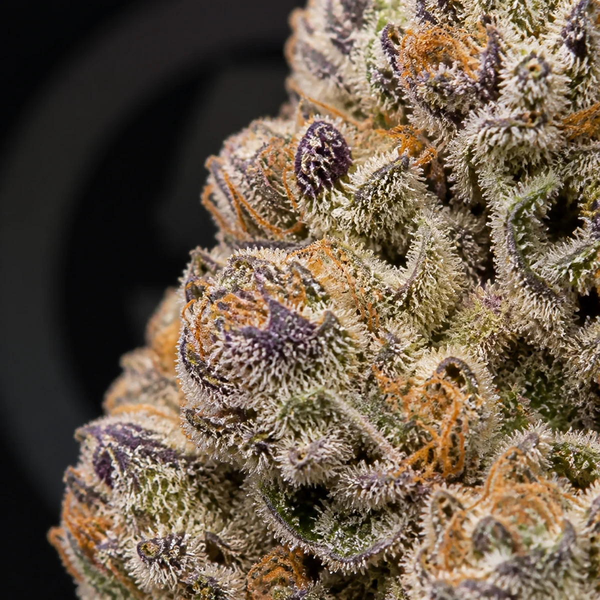 Alien Rock Candy Cannabis Flower bud macro at Space Gardens Phuket
