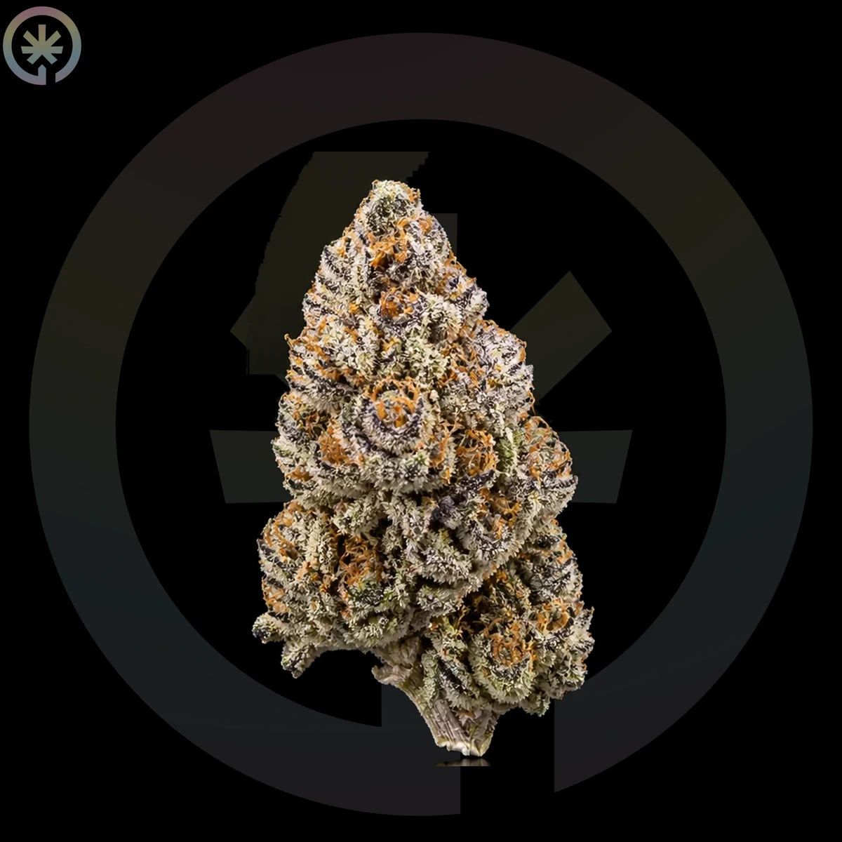Alien Rock Candy Cannabis Flower photo at Space Gardens Phuket