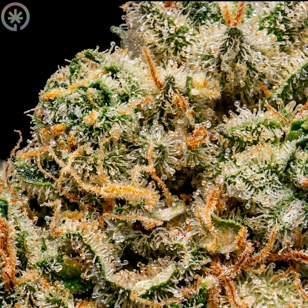 Macro view of trichomes on the Amnesia cultivar flower
