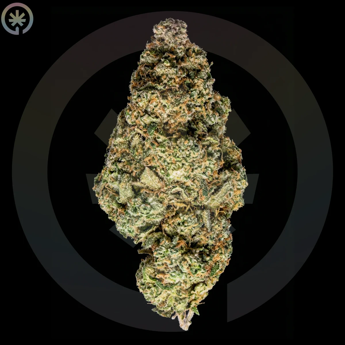 Amnesia flower used as a cultivar reference for the pre-roll