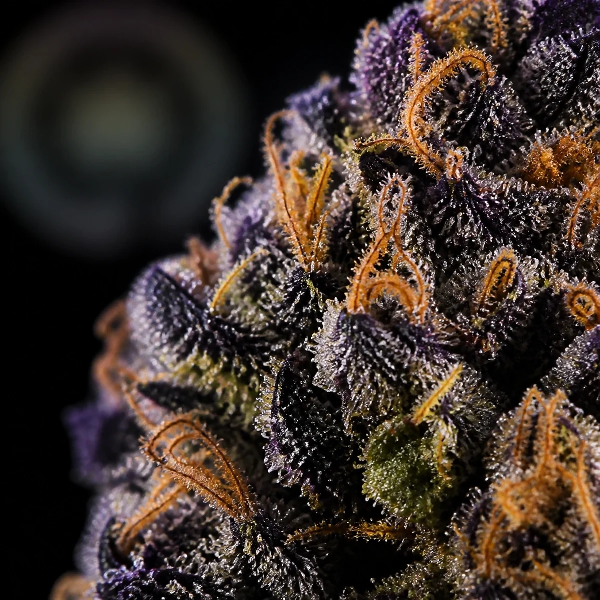 Blue Zushi Cannabis Flower bud macro at Space Gardens Phuket