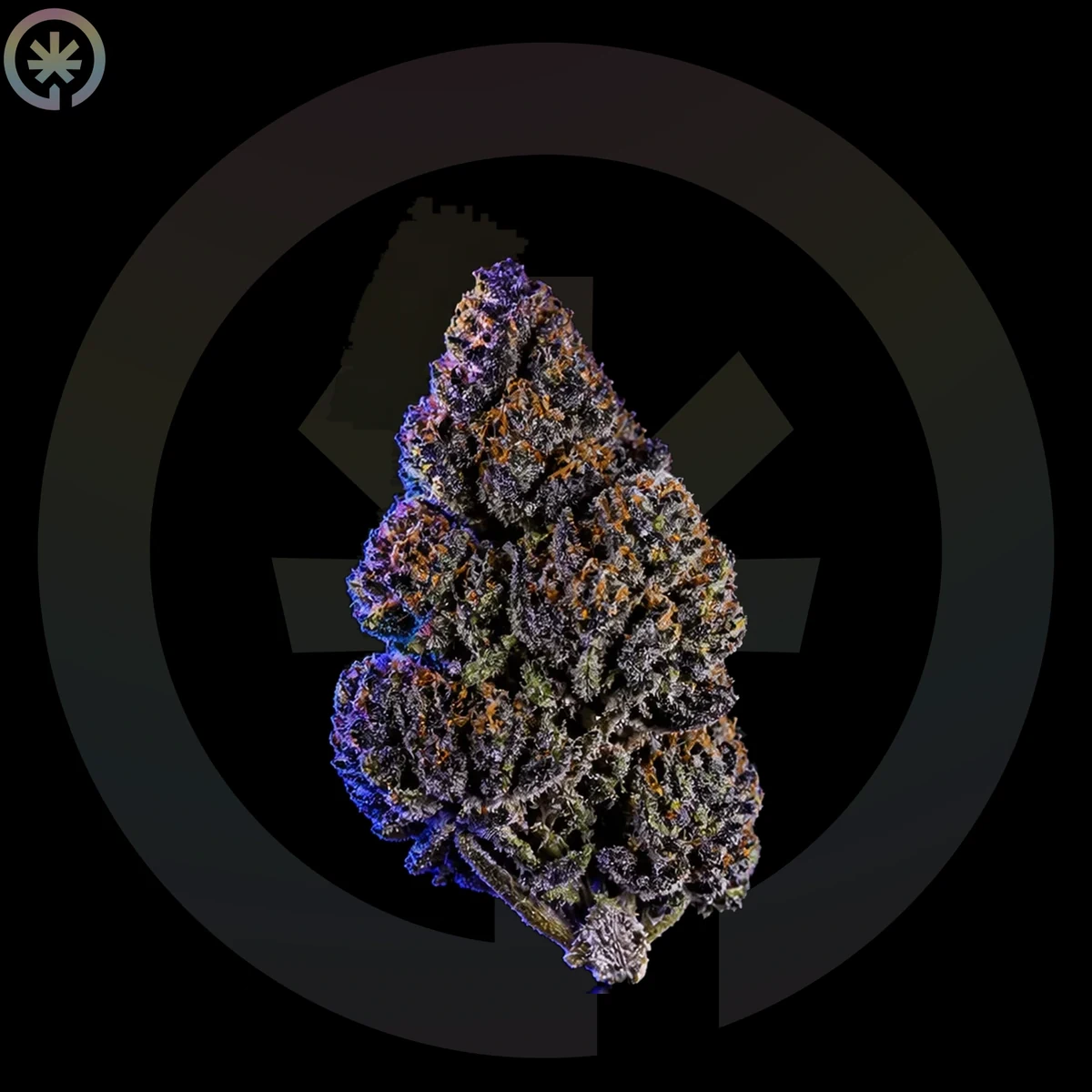 Blue Zushi Pre-Roll close up at Space Gardens Phuket