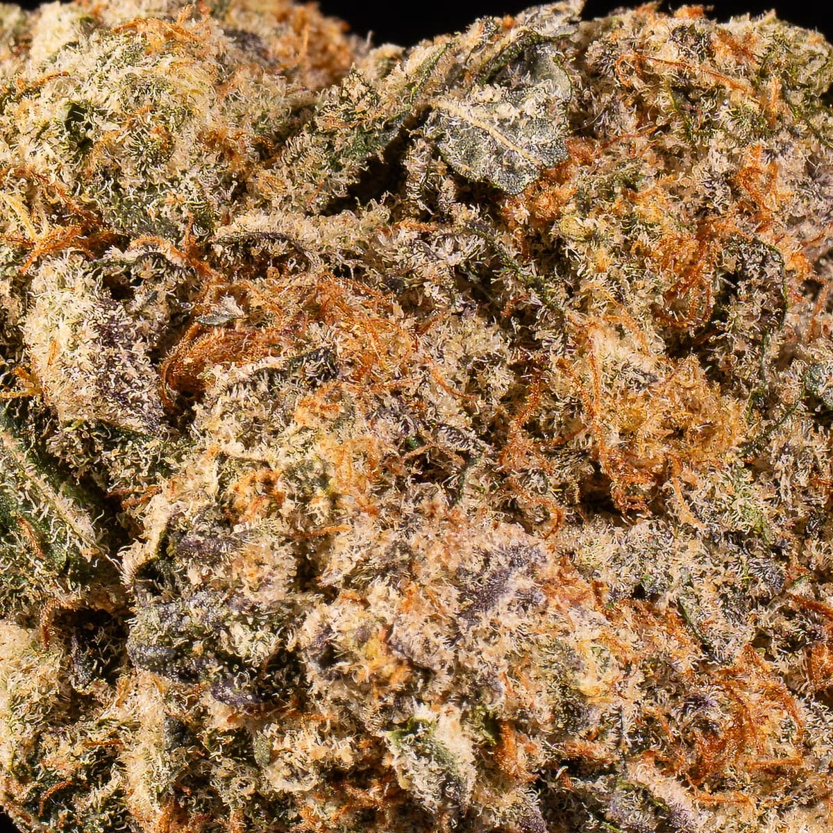 Do-Si-Dos Pre-Roll bud macro at Space Gardens Phuket