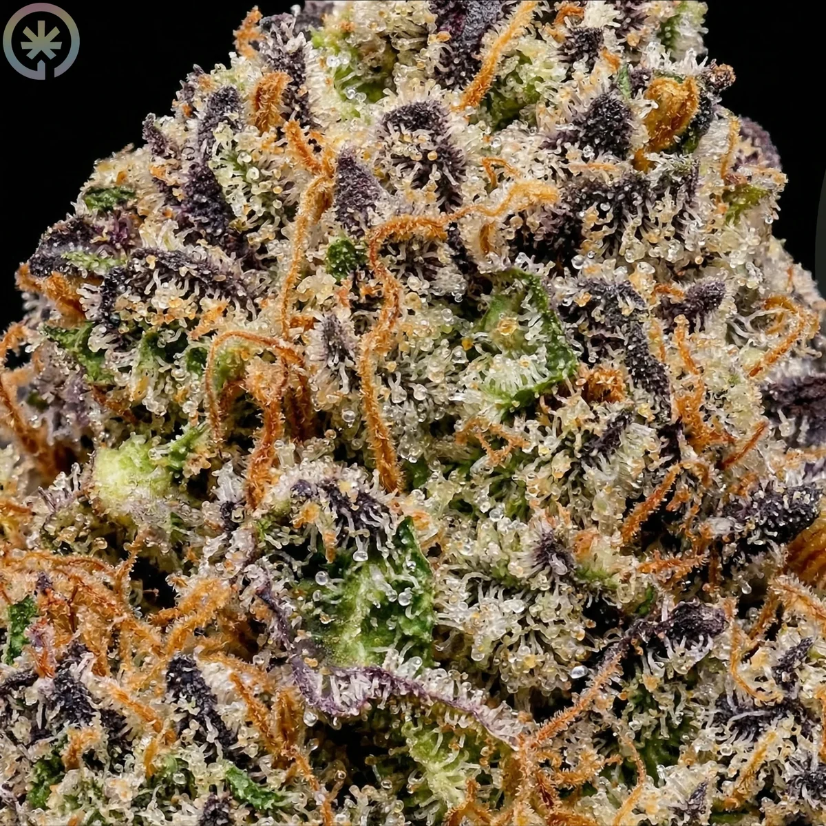 Шишка каннабиса Durban Poison крупным планом