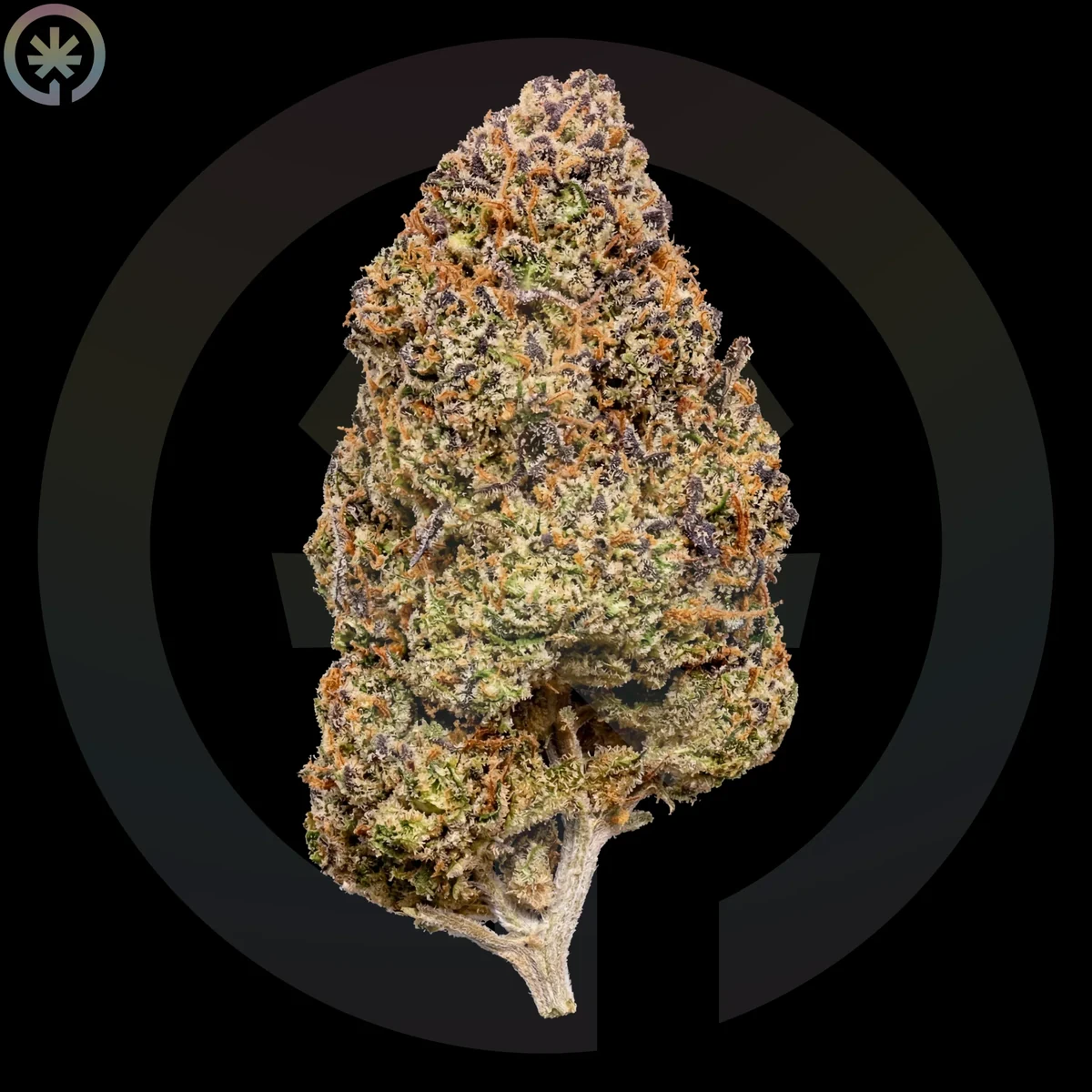 Шишка каннабиса Durban Poison от Space Gardens на Пхукете