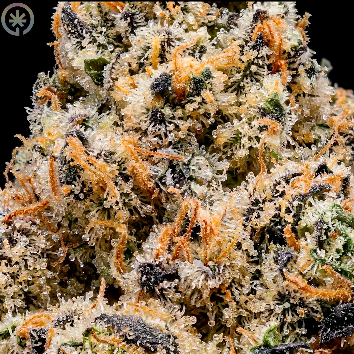 Macro view of Falcon 9 trichomes and orange pistils