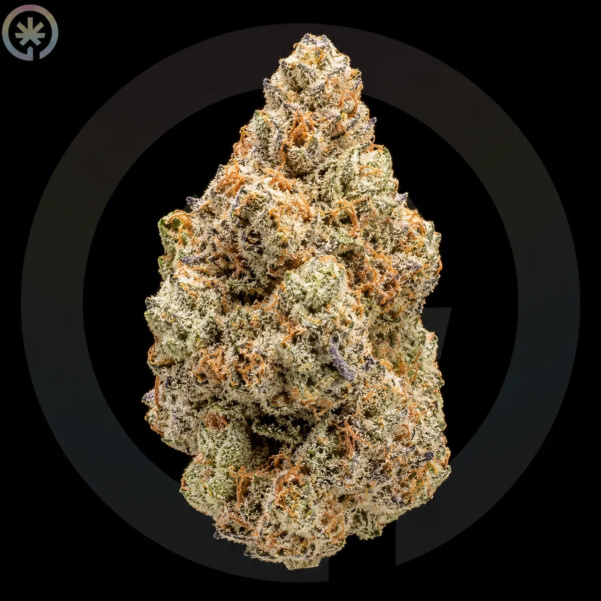 Gas Cream Cake Cannabis Flower photo at Space Gardens Phuket