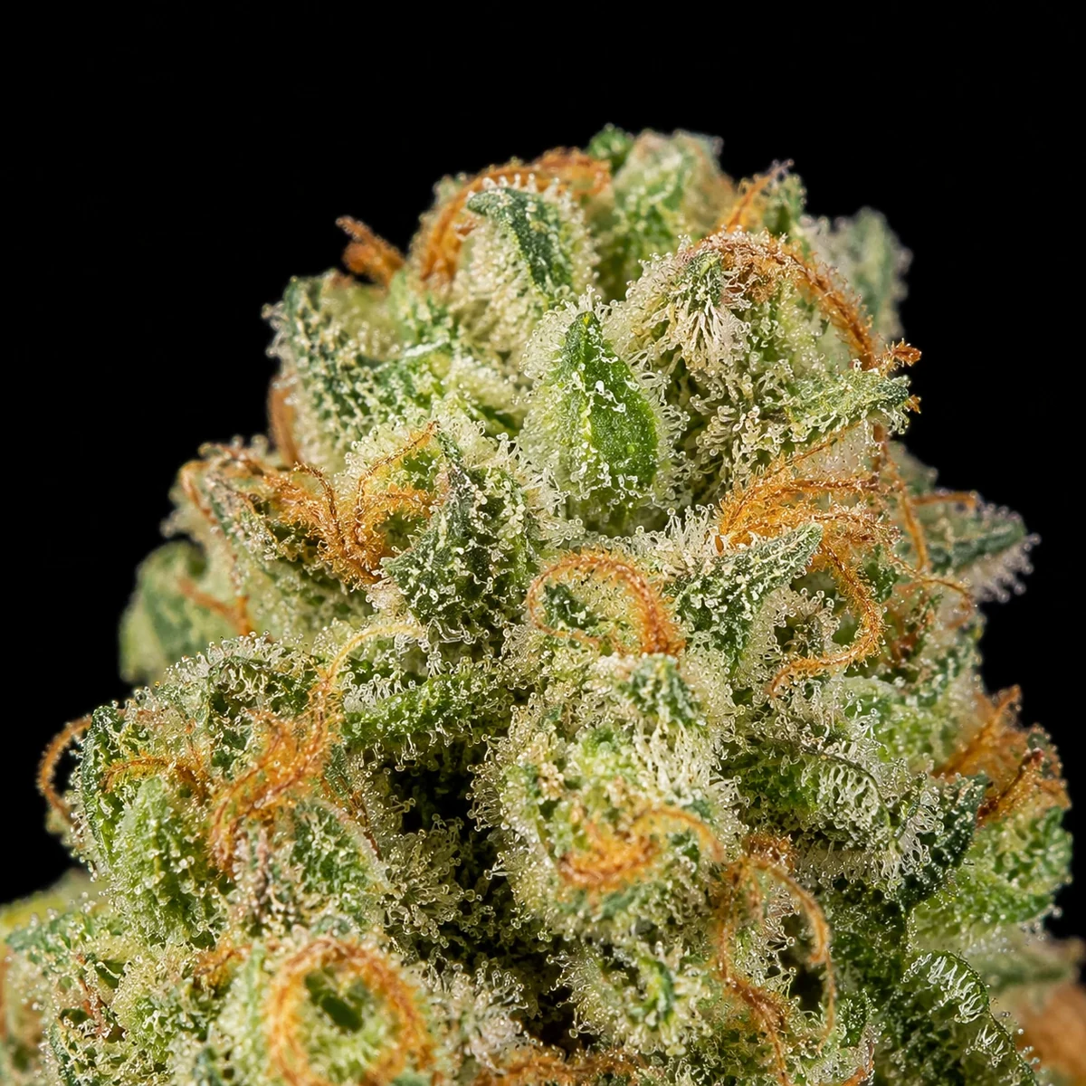 Gaz Runtz Pre-Roll bud macro at Space Gardens Phuket