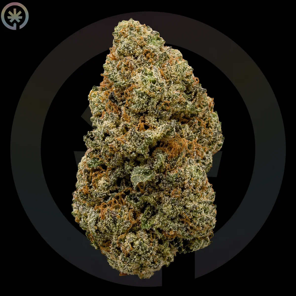 Шишка каннабиса Gorilla Glue #4 (GG4) от Space Gardens на Пхукете