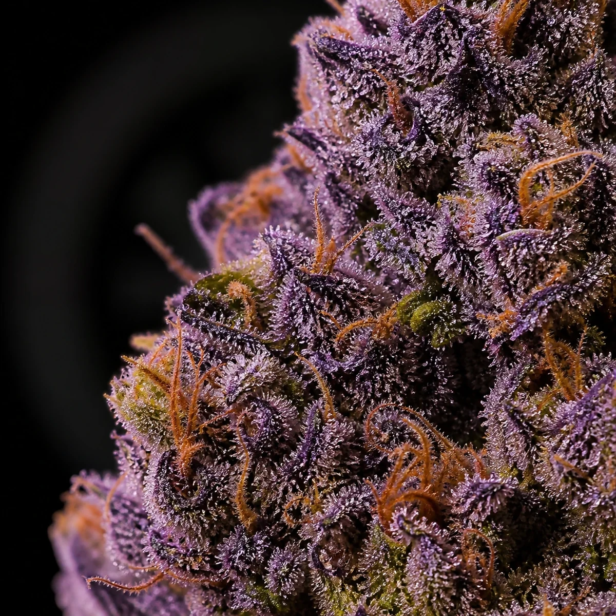 Halle Berry Pre-Roll bud macro at Space Gardens Phuket