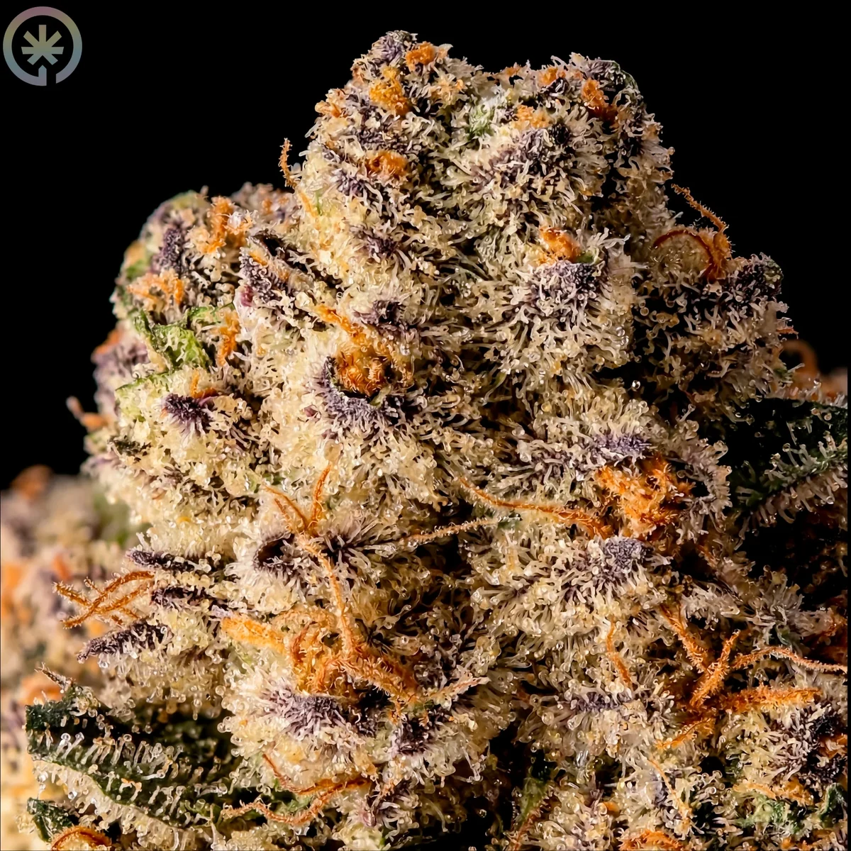 Macro view of Ice Cream Cake trichomes and orange pistils