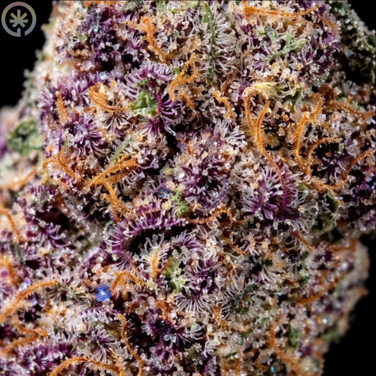 Макросъёмка King's Juice — трихомы, фиолетовые оттенки и оранжевые пестики