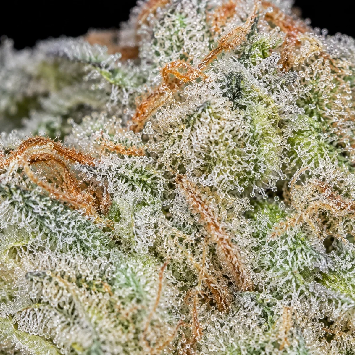 La Banana Cannabis Flower bud macro at Space Gardens Phuket