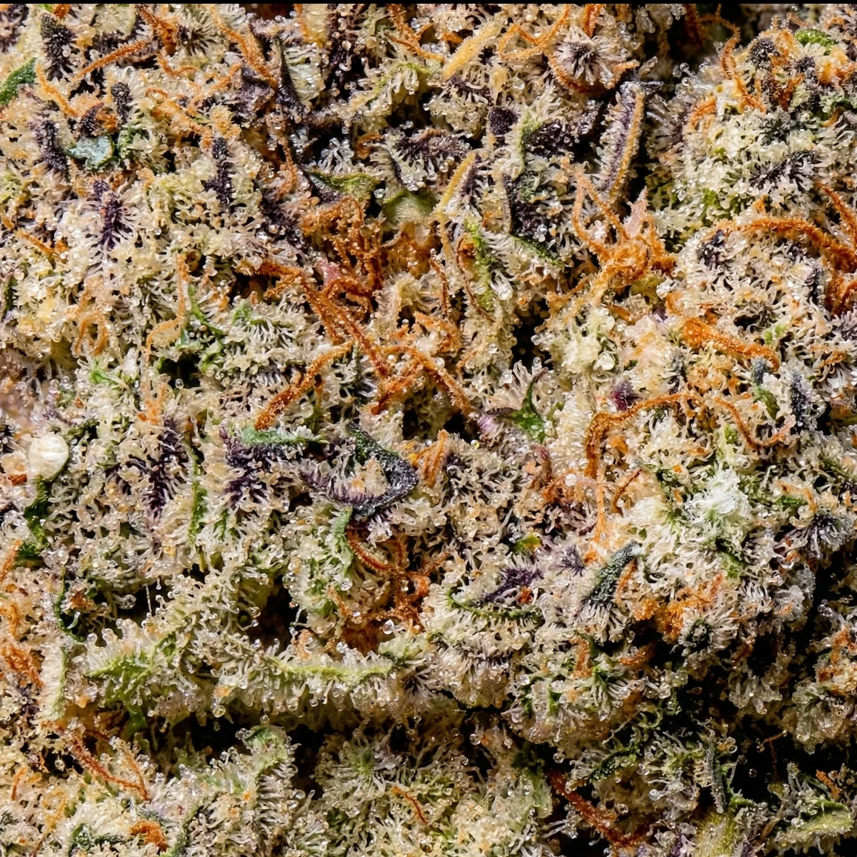 Macro view of M.A.C 1 trichomes and orange pistils