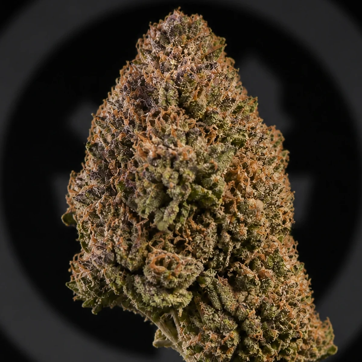Шишка каннабиса Pink Honey крупным планом