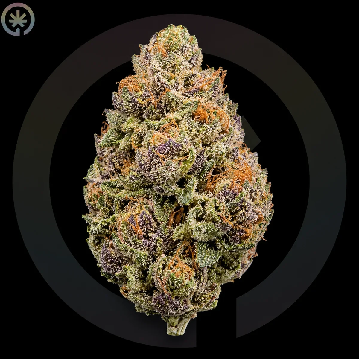 Runtz Cannabis Flower photo at Space Gardens Phuket