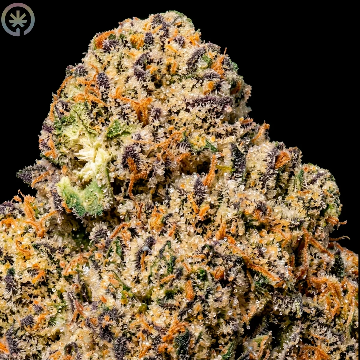 Slurricane-S1 Pre-Roll close up at Space Gardens Phuket