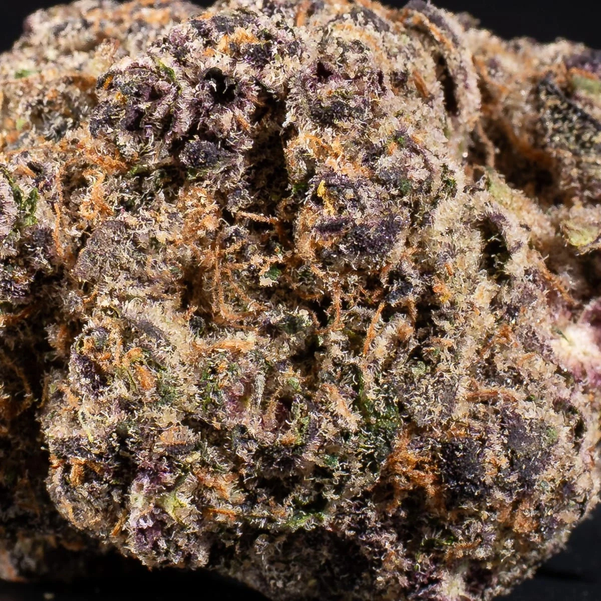 Шишка каннабиса Sour Diesel крупным планом для преролла