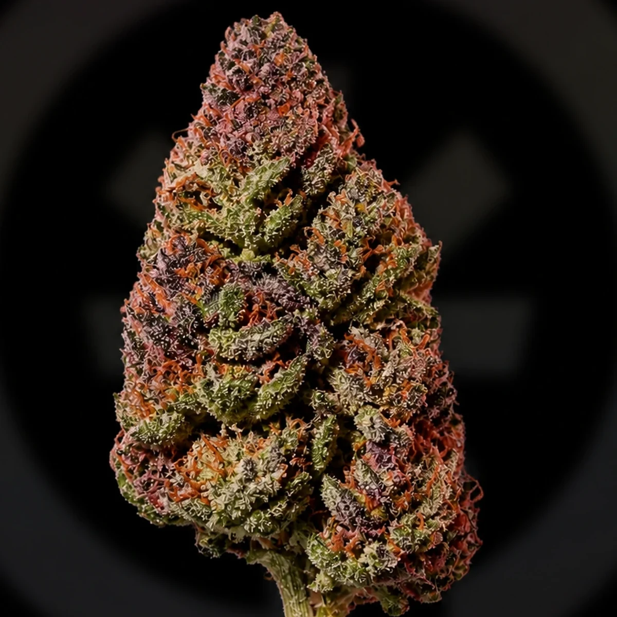 Strawberry Gummy Cannabis Flower bud macro at Space Gardens Phuket