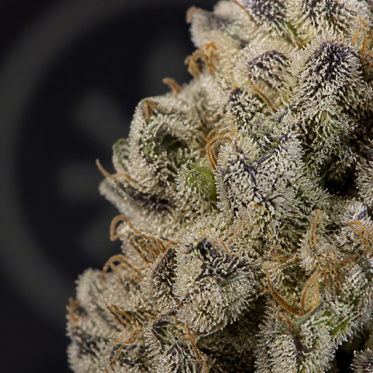Sugar Cane Pre-Roll bud macro at Space Gardens Phuket