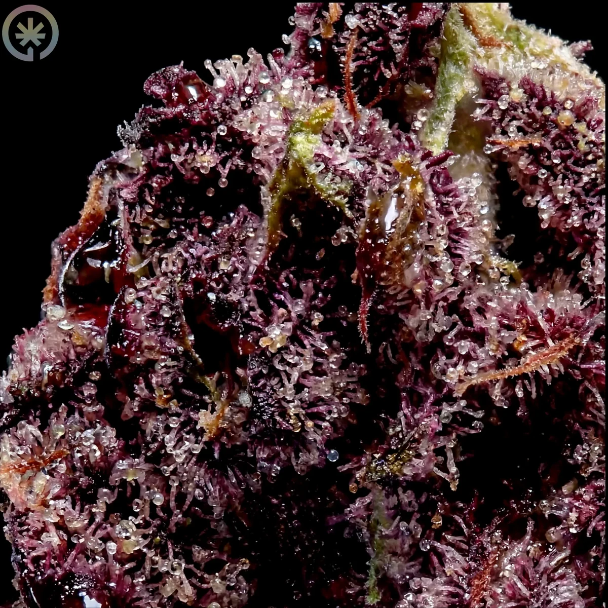 Super Boof Pre-Roll bud macro at Space Gardens Phuket