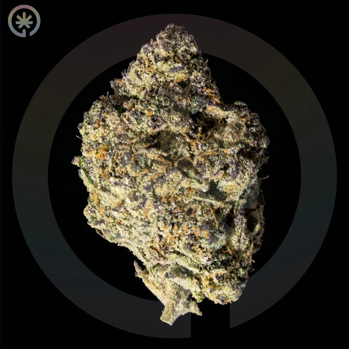 Zkittlez x Kush Mint cannabis flower in Phuket on the Space Gardens background